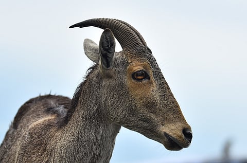 A Nilgiri tahr in the wild 